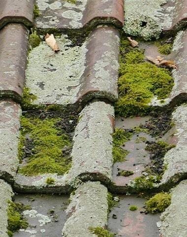 Traitement hydrofuge de toiture pour supprimer les lichens et les