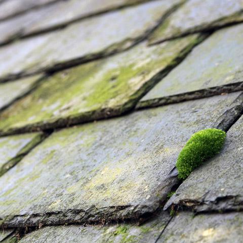 Anti mousse écologique toiture façade - BioKlimax Matériaux